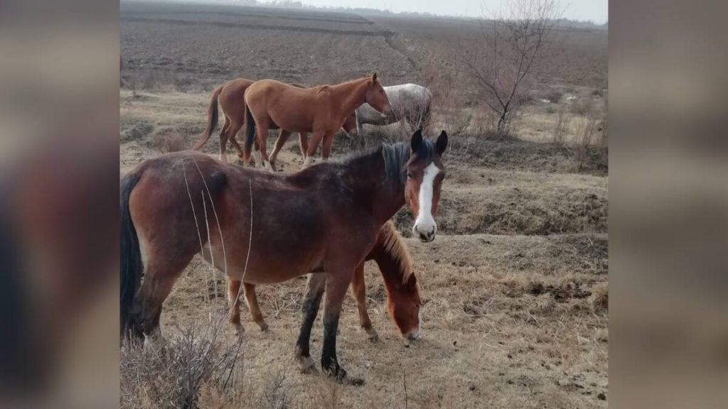 Лошадей, пропавших во время тумана, вернули сельчанину в Туркестанской области
