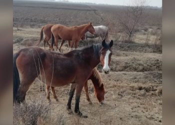 Лошадей, пропавших во время тумана, вернули сельчанину в Туркестанской области