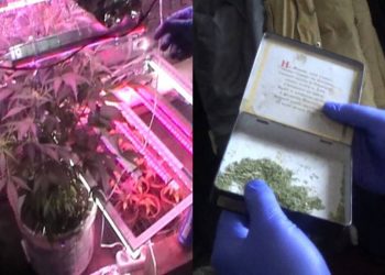 Нарко-сад на дому: устькаменогорец задержан полицейскими ВКО