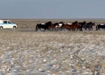 Полицейские нашли пропавший табун лошадей сельчанина в Актюбинской области