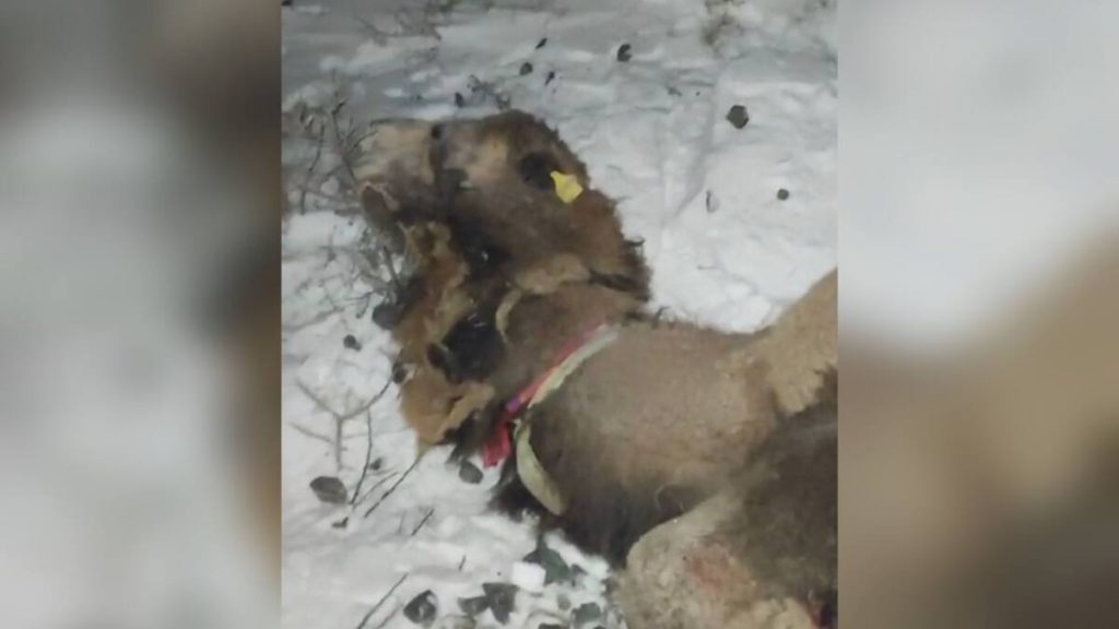 Пять верблюдов попали под поезд в Атырауской области