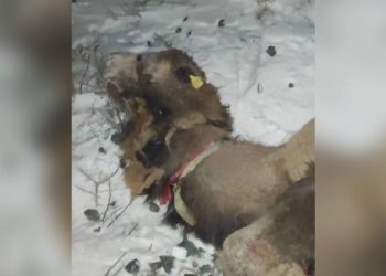 Пять верблюдов попали под поезд в Атырауской области