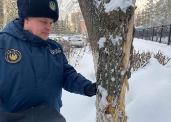 Строителей обязали возместить ущерб за поврежденные деревья в Петропавловске