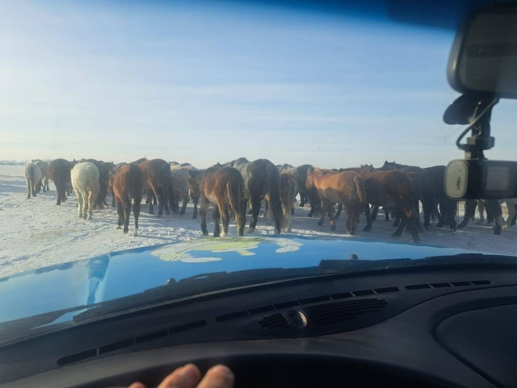 Свыше пятисот лошадей загнаны на штрафстоянку в Павлодарской области