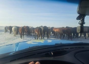 Свыше пятисот лошадей загнаны на штрафстоянку в Павлодарской области