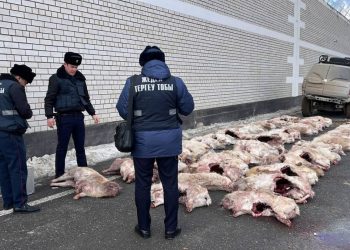 76 туш сайги изъяли полицейские в Кызылорде