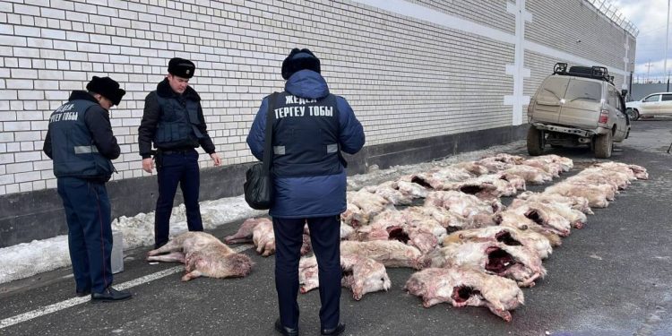 76 туш сайги изъяли полицейские в Кызылорде