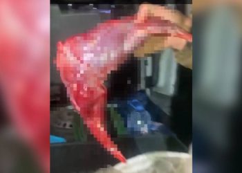 Браконьера с тушами зайцев задержали в области Абай