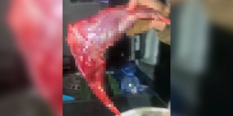 Браконьера с тушами зайцев задержали в области Абай