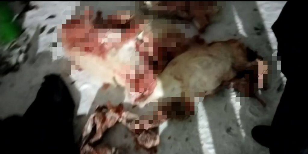 Браконьеров задержали патрульные полицейские в ЗКО