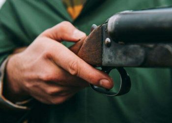 Два факта отстрела сибирских косуль расследует полиция в Акмолинской области