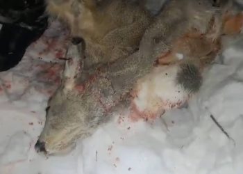 Факт незаконной охоты расследуют полицейские в Акмолинской области