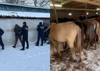 Подозреваемых в серии краж скота задержали в Туркестанской области