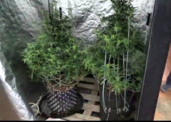 Полицейские ликвидировали фитолабораторию в Алматинской области