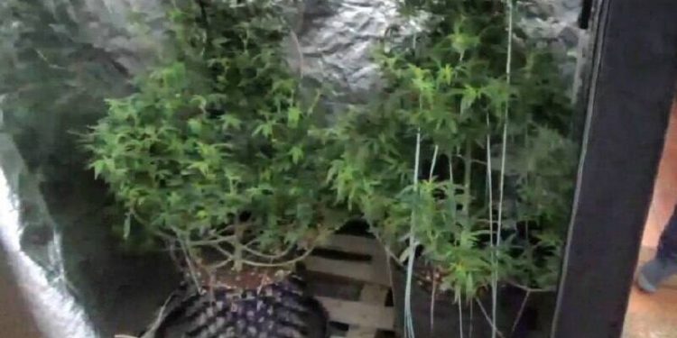 Полицейские ликвидировали фитолабораторию в Алматинской области