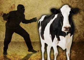 Полицейские нашли похищенный скот жителя Туркестанской области