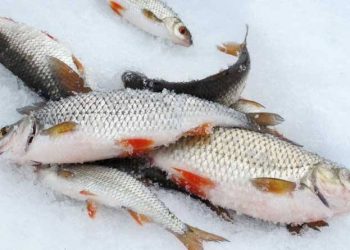 К трем годам ограничения свободы приговорили горе-рыбаков в Аягозе