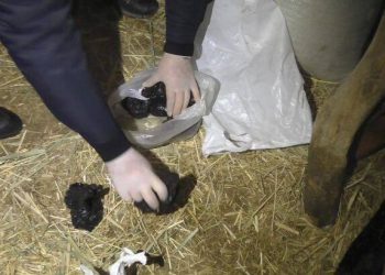 Крупную партию марихуаны и гашиша изъяла полиция у жителя Жамбылской области