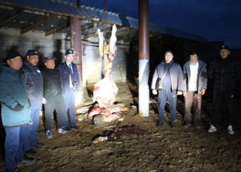 Кражу скота на 3 млн тенге раскрыли полицейские Алматинской области