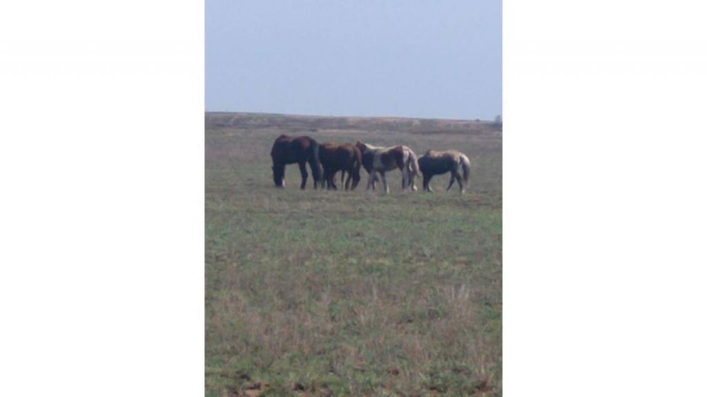 Пропавших лошадей нашли полицейские Карагандинской области