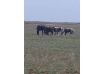 Пропавших лошадей нашли полицейские Карагандинской области