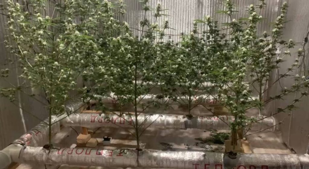 Выращивал наркотики в квартире: две фитолаборатории ликвидировали в Шымкенте