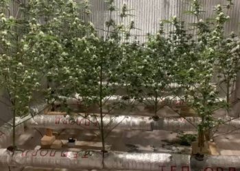 Выращивал наркотики в квартире: две фитолаборатории ликвидировали в Шымкенте