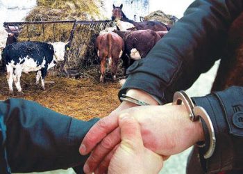 За скотокрадство осудили двух жителей Алматинской области