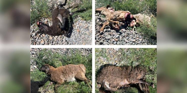 11 голов мелкого рогатого скота попали под грузовой поезд в Кызылординской области