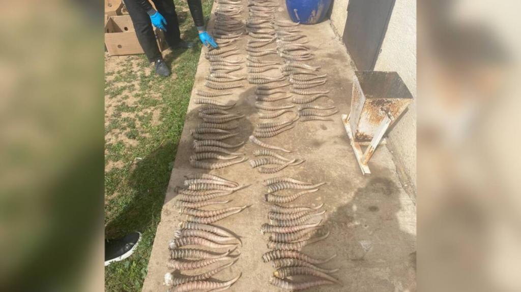 226 рогов сайги нашли полицейские у сельчанина в ЗКО