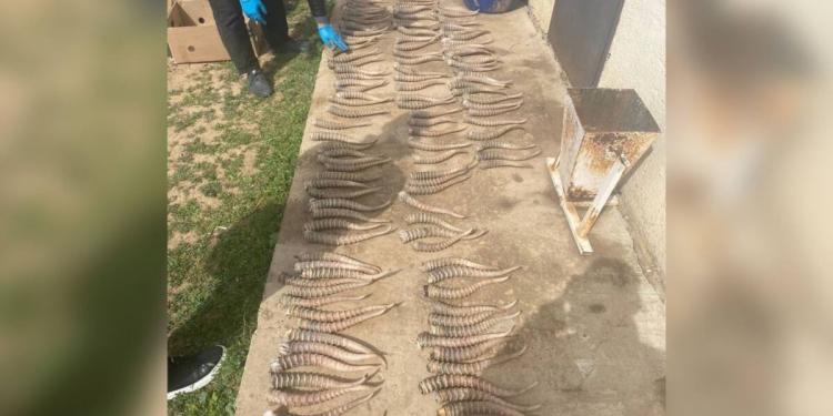 226 рогов сайги нашли полицейские у сельчанина в ЗКО