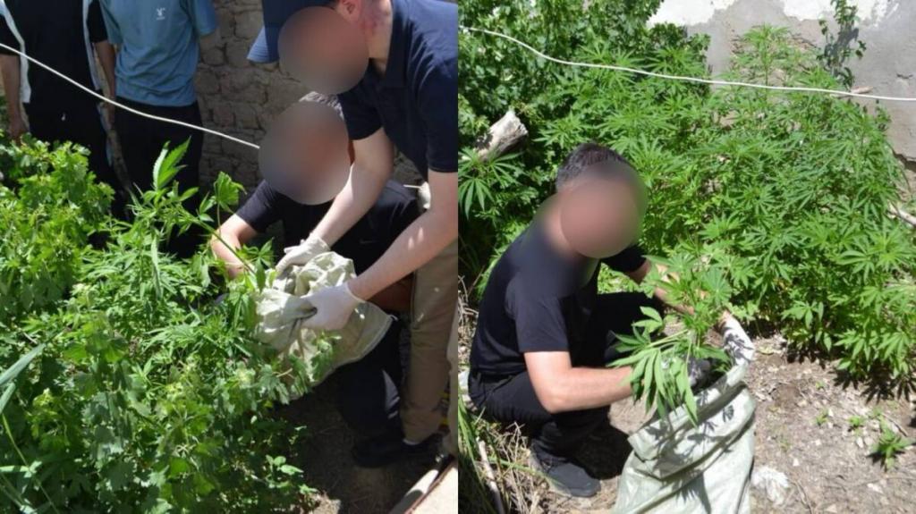 59 кустов марихуаны обнаружили во дворе дома жителя Кызылординской области