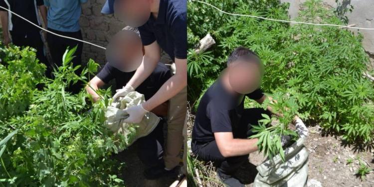59 кустов марихуаны обнаружили во дворе дома жителя Кызылординской области