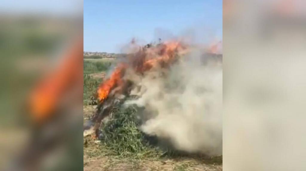 Более 2 тонн конопли уничтожено за неделю в Шуской долине