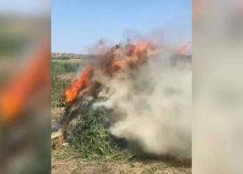 Более 2 тонн конопли уничтожено за неделю в Шуской долине