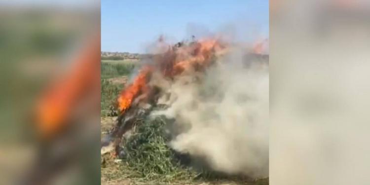 Более 2 тонн конопли уничтожено за неделю в Шуской долине