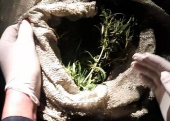 Более 24 кг наркотиков перевозил в машине житель Тараза