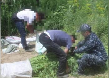 Ликвидированы две крупные наркоплантации в Алматинской и Кызылординской областях