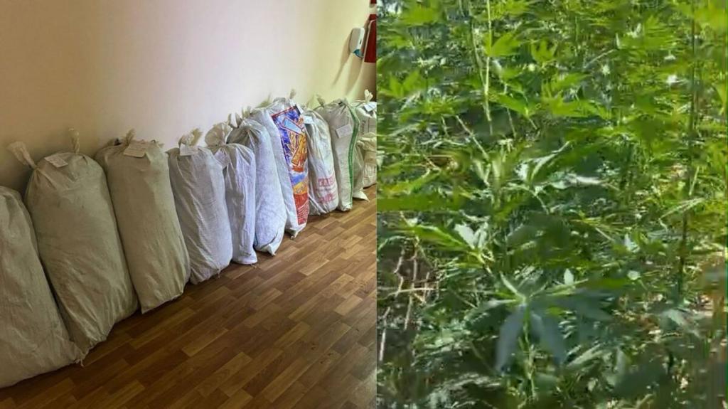 Около 300 кустов конопли изъяли полицейские у жителя Туркестанской области