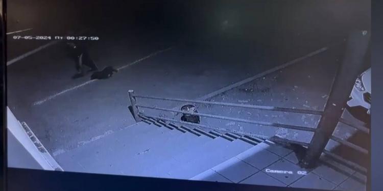 В столице кража породистой собаки попала на видео
