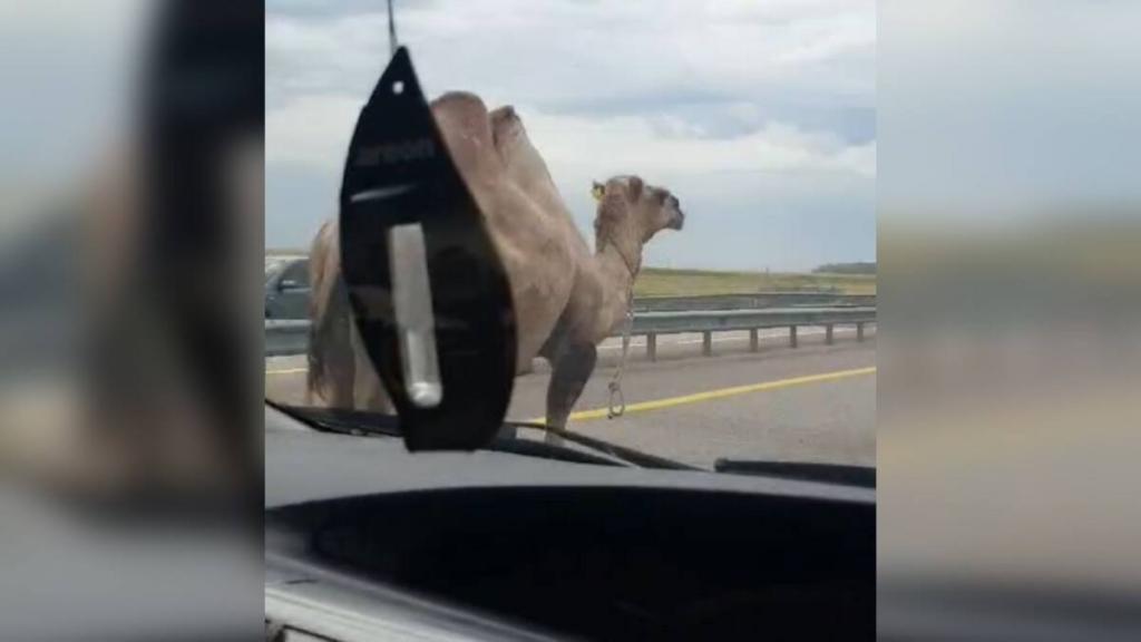 Верблюды на автобане: владельца животных привлекли к ответственности акмолинские полицейские