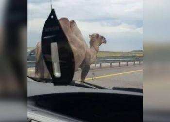 Верблюды на автобане: владельца животных привлекли к ответственности акмолинские полицейские