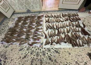 13 туш сайги и 328 рогов изъяли у группы браконьеров в Карагандинской области