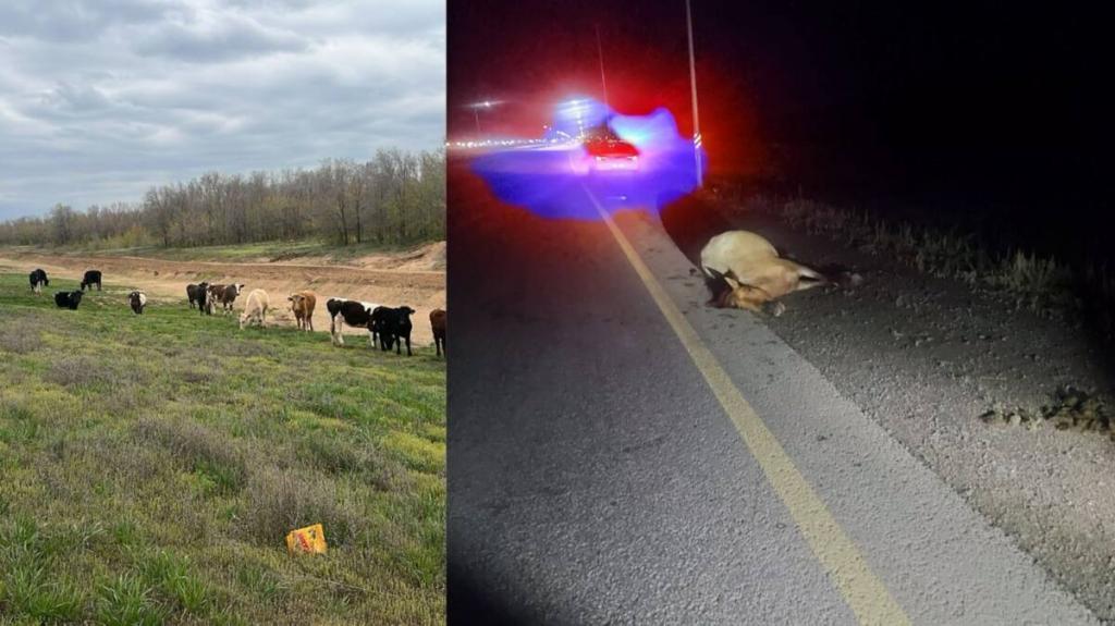 Безнадзорный скот на дорогах: столичные полицейские предупреждают об ответственности