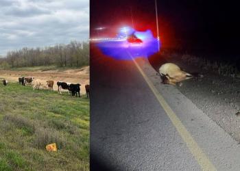 Безнадзорный скот на дорогах: столичные полицейские предупреждают об ответственности
