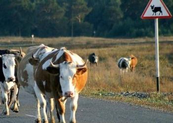 Более 3 тысяч безнадзорных животных водворили в спецзагоны Туркестанской области