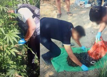 Коноплю выращивал во дворе своего дома житель Кызылординской области