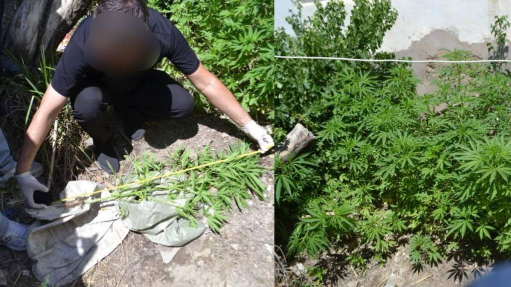 Наркоплантатора осудили в Кызылорде