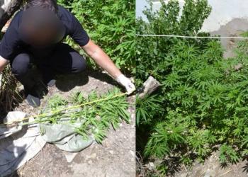 Наркоплантатора осудили в Кызылорде