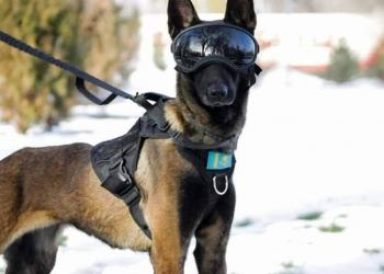 Около 80 преступлений раскрыто четвероногими полицейскими Алматинской области